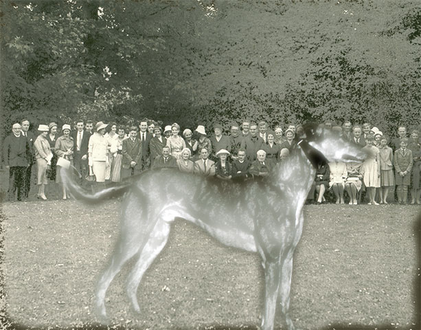 dog